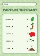 Illustrated Parts of the Plant Matching Type Worksheet Slides