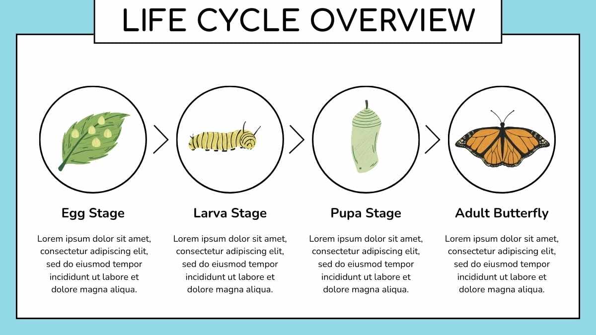 Cute Butterfly Life Cycle Infographic Preview