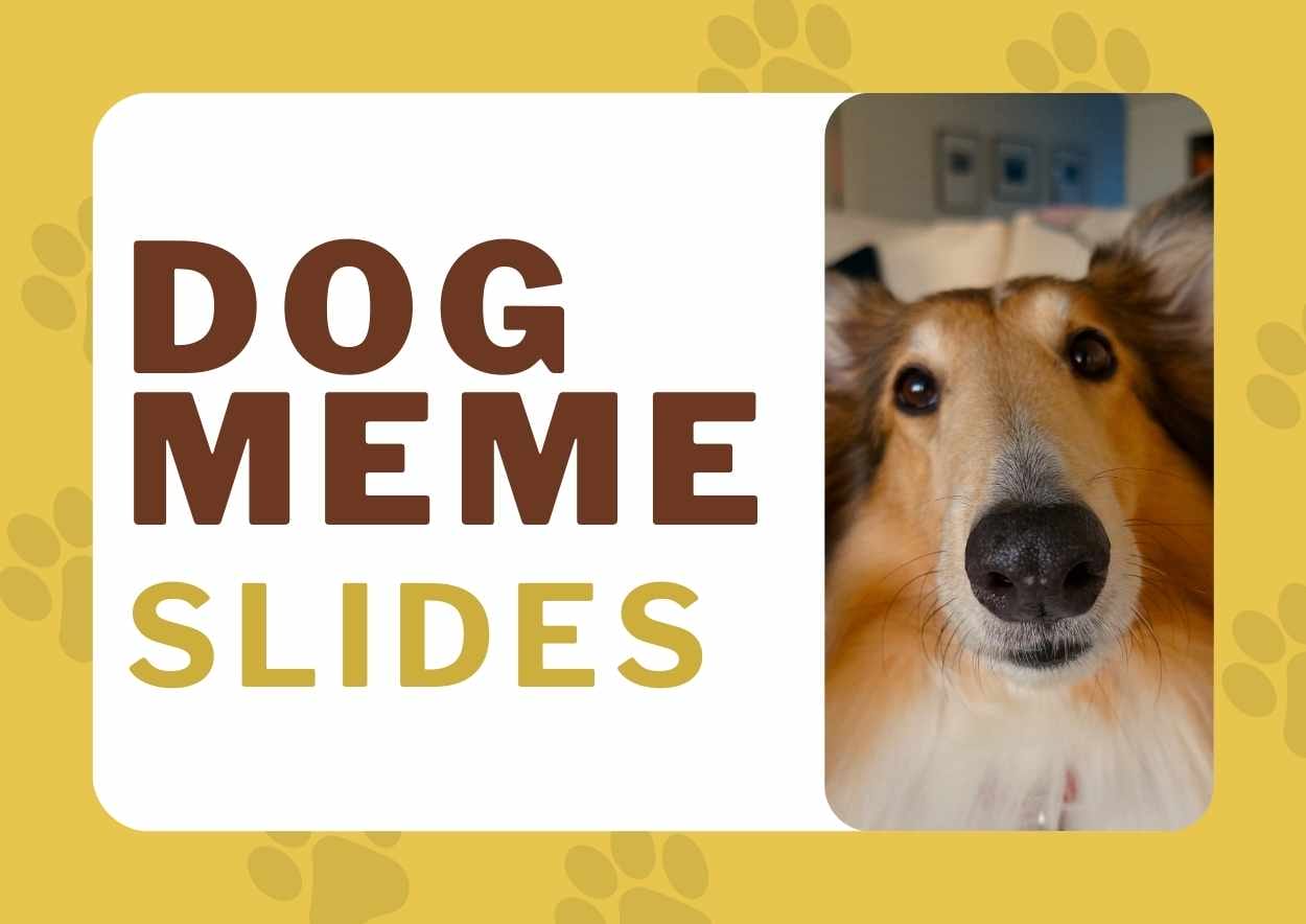 Cute Dog Meme Slides Preview