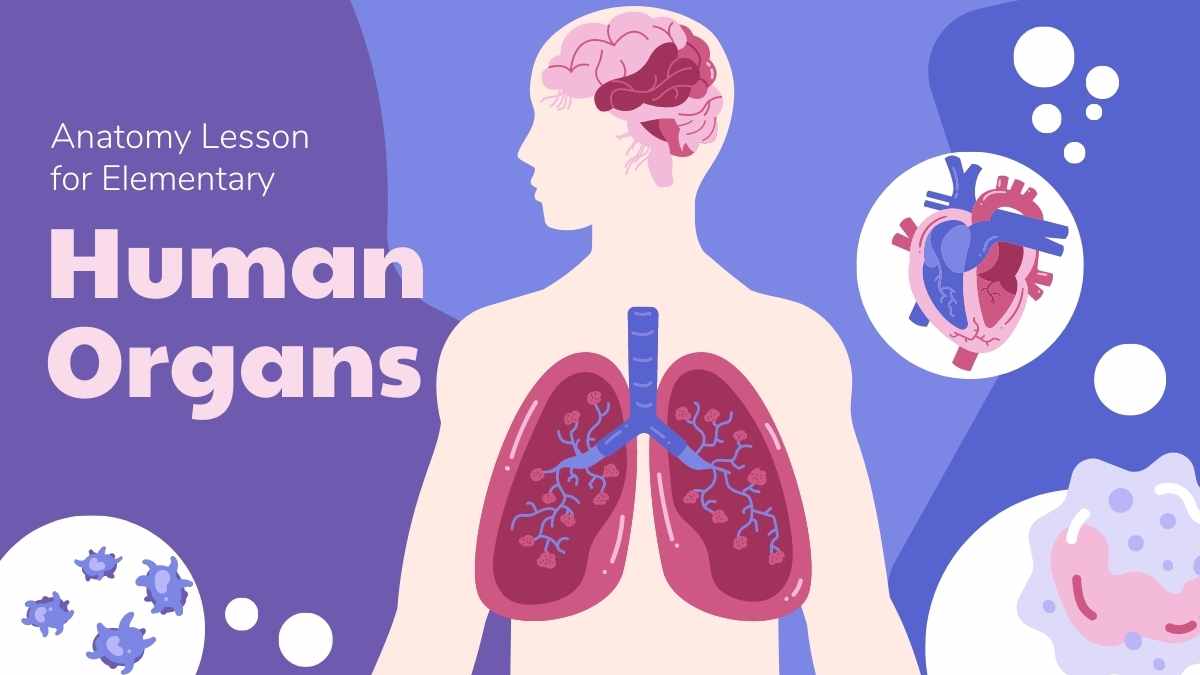 Illustrated Anatomy Lesson Human Organs Slides Preview