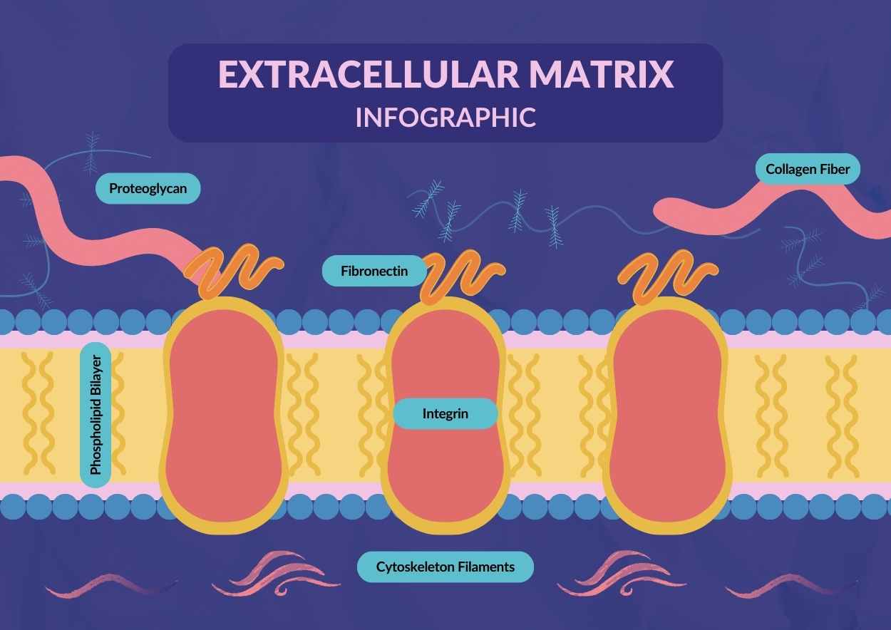 Illustrated Extracellular Matrix Infographic Preview