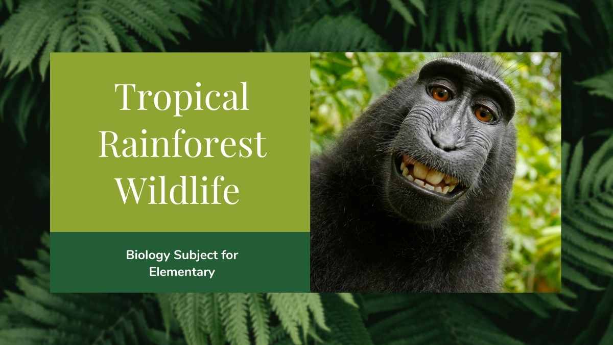 Minimal Biology Rainforest Wildlife Slides Preview